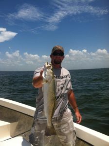 Gator Trout Speckled Sea Trout