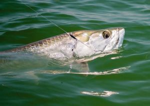 Captiva Island Tarpon