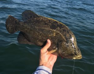 October Fishing Report Captiva Triple Tail Fishing