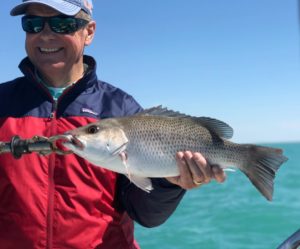 Mangrove Snapper